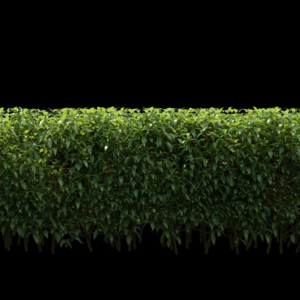 Hedge Proxy Model for SketchUp with V-Ray