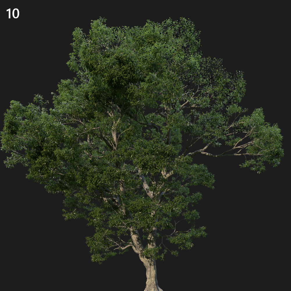 Castanea Sativa Tree Proxy Model