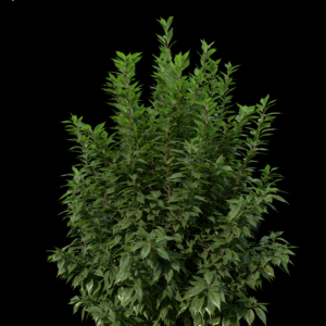 Realistic Proxy Plant Model for SketchUp