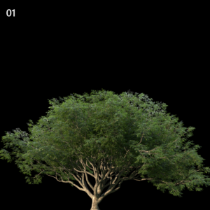 Albizia Saman Proxy Model for SketchUp with V-Ray