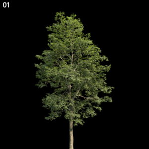 Alns Cremastogyne Tree Proxy Model