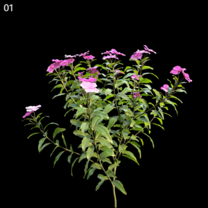 Catharanthus Roseus Proxy Model for SketchUp