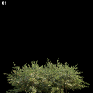 Baeckeavirgata Tree Model