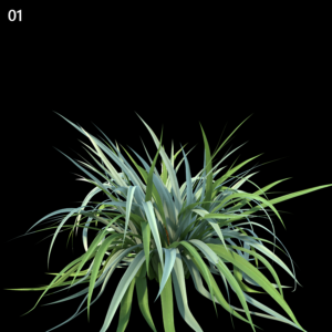 Astelia Chathamica Proxy Model