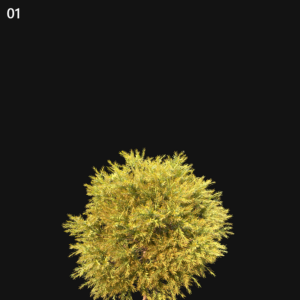 Chamaecyparis Pisifera Sungold Proxy Model