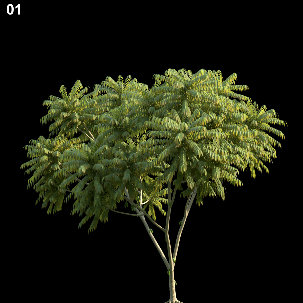 Averrhoa Bilimbi Tree Proxy Model