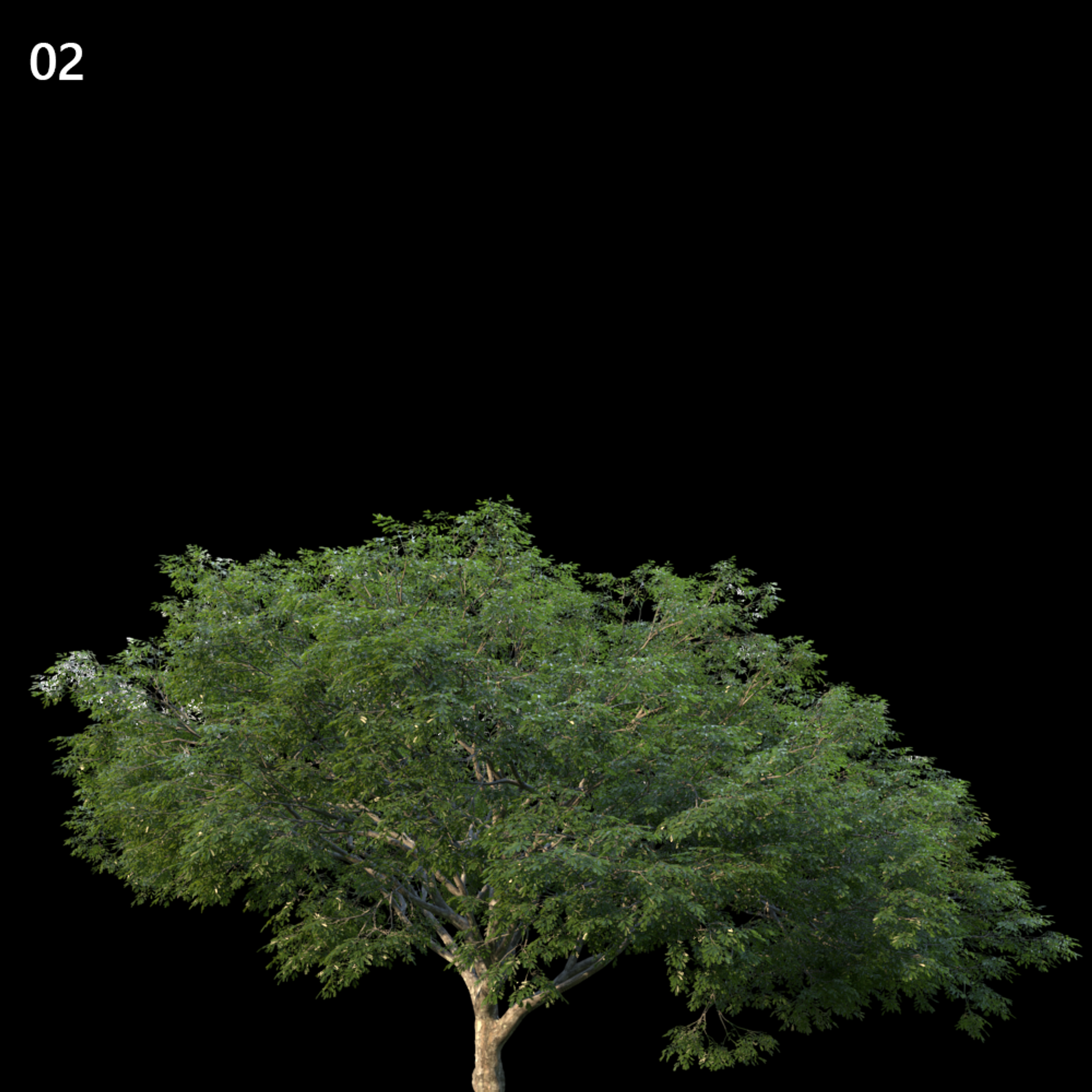 Albizia Saman Proxy Model for SketchUp with V-Ray