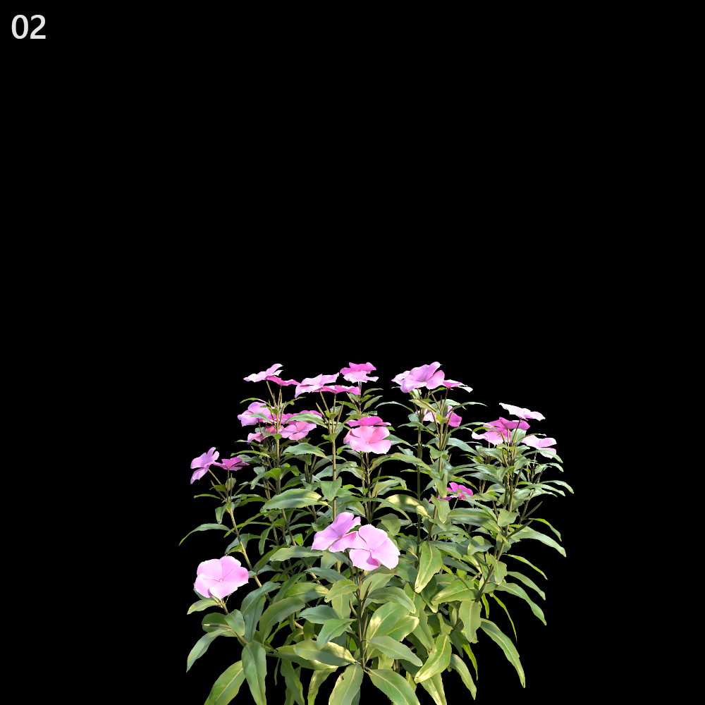 Catharanthus Roseus Proxy Model for SketchUp with V-Ray