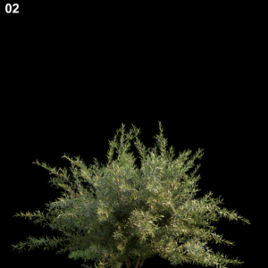 Baeckeavirgata Proxy Model for SketchUp