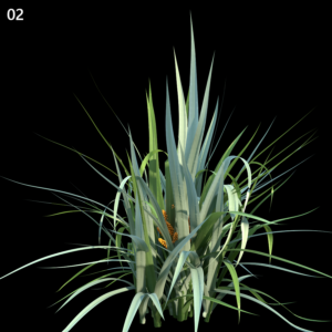 Astelia Chathamica Proxy Model for SketchUp with V-Ray