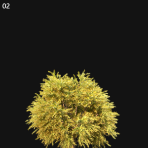 Chamaecyparis Pisifera Sungold Proxy Model