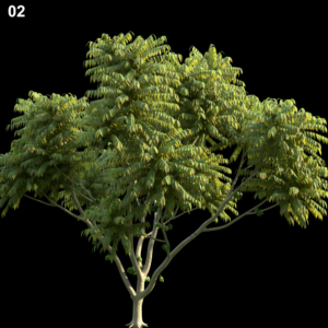 Averrhoa Bilimbi Tree Proxy Model