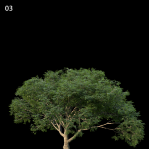 Albizia Saman Tree Proxy Model for SketchUp with V-Ray