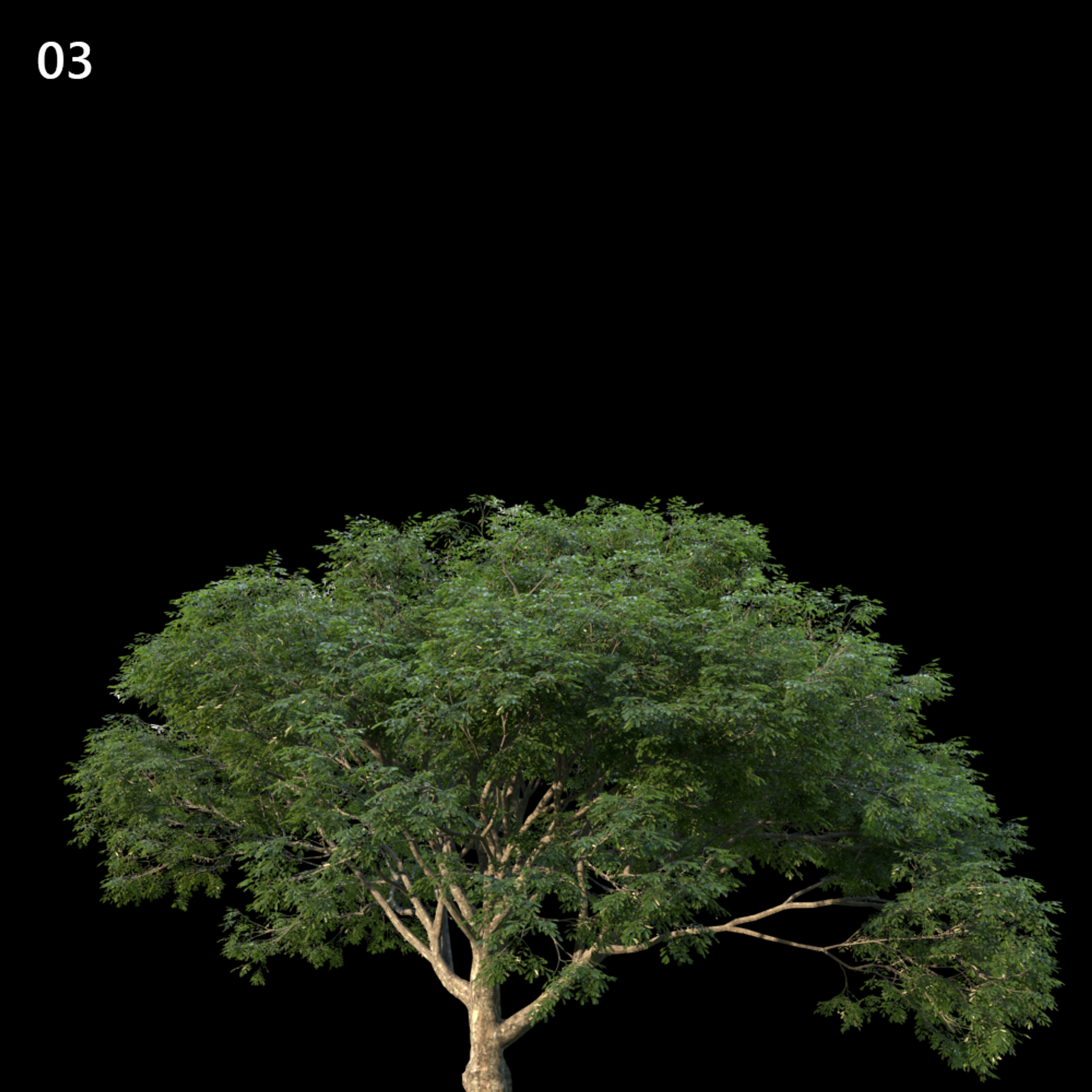 Albizia Saman Tree Proxy Model for SketchUp with V-Ray