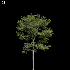 Alns Cremastogyne Tree Proxy Model