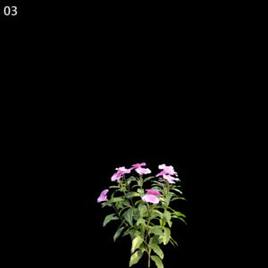 Catharanthus Roseus Proxy Model