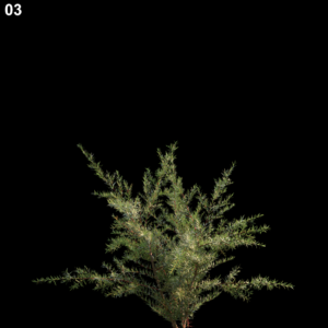 Baeckea Virgata Proxy Model for SketchUp