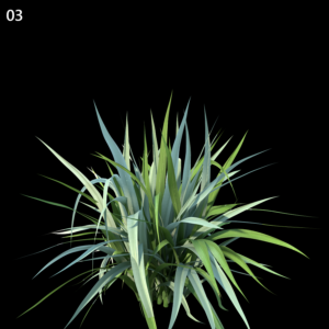 Astelia Chathamica Proxy Model for SketchUp with V-Ray