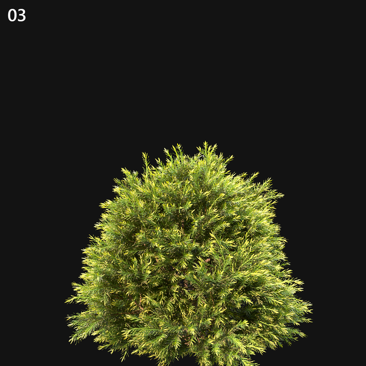 Chamaecyparis Pisifera Sungold Proxy Model