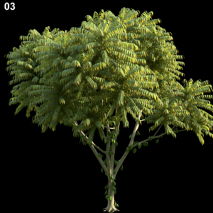 Averrhoa Bilimbi Tree Proxy Model for SketchUp