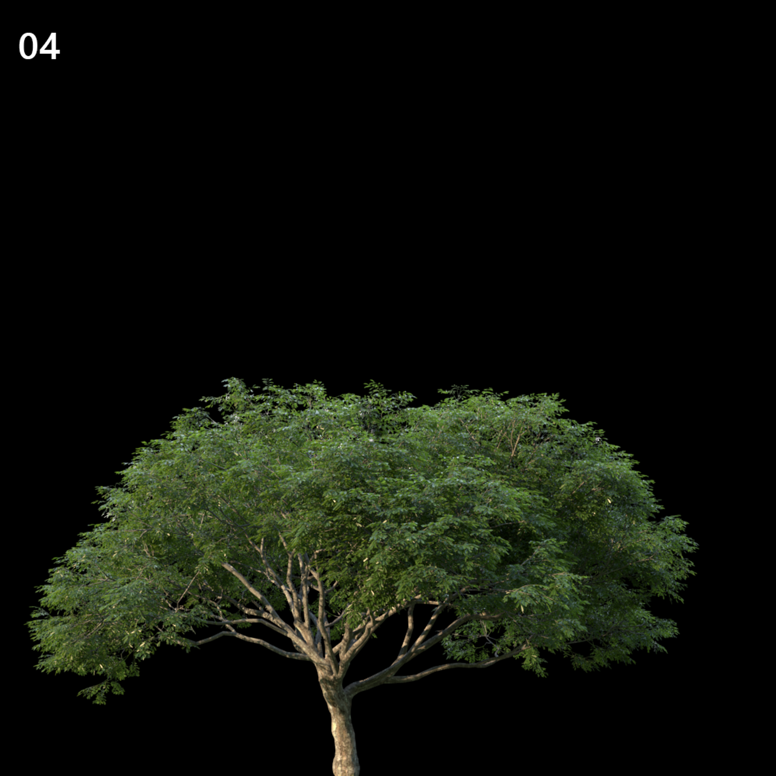 Albizia Saman Proxy Model