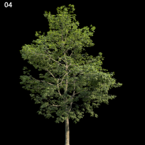 Alns Cremastogyne Tree Proxy Model