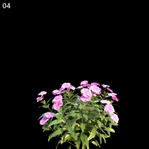 Catharanthus Roseus Proxy Model