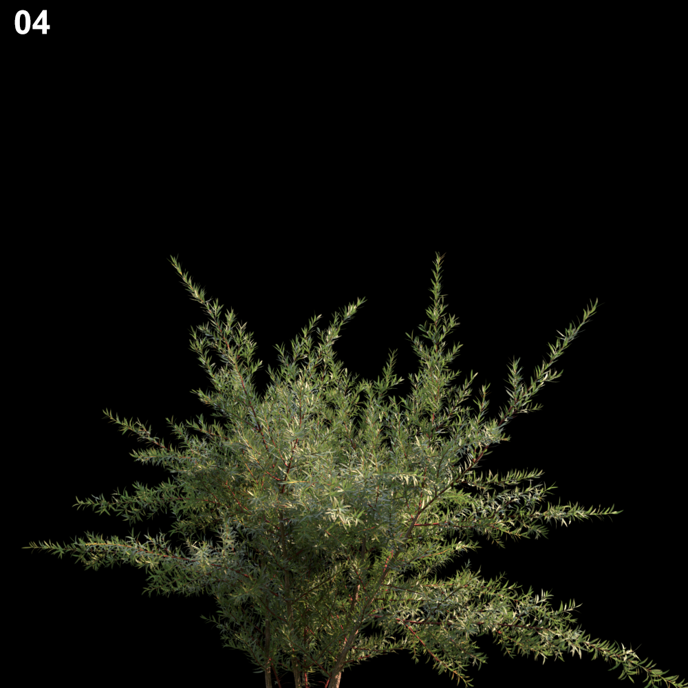 Baeckeavirgata Proxy Model