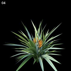 Astelia Chathamica Proxy Model