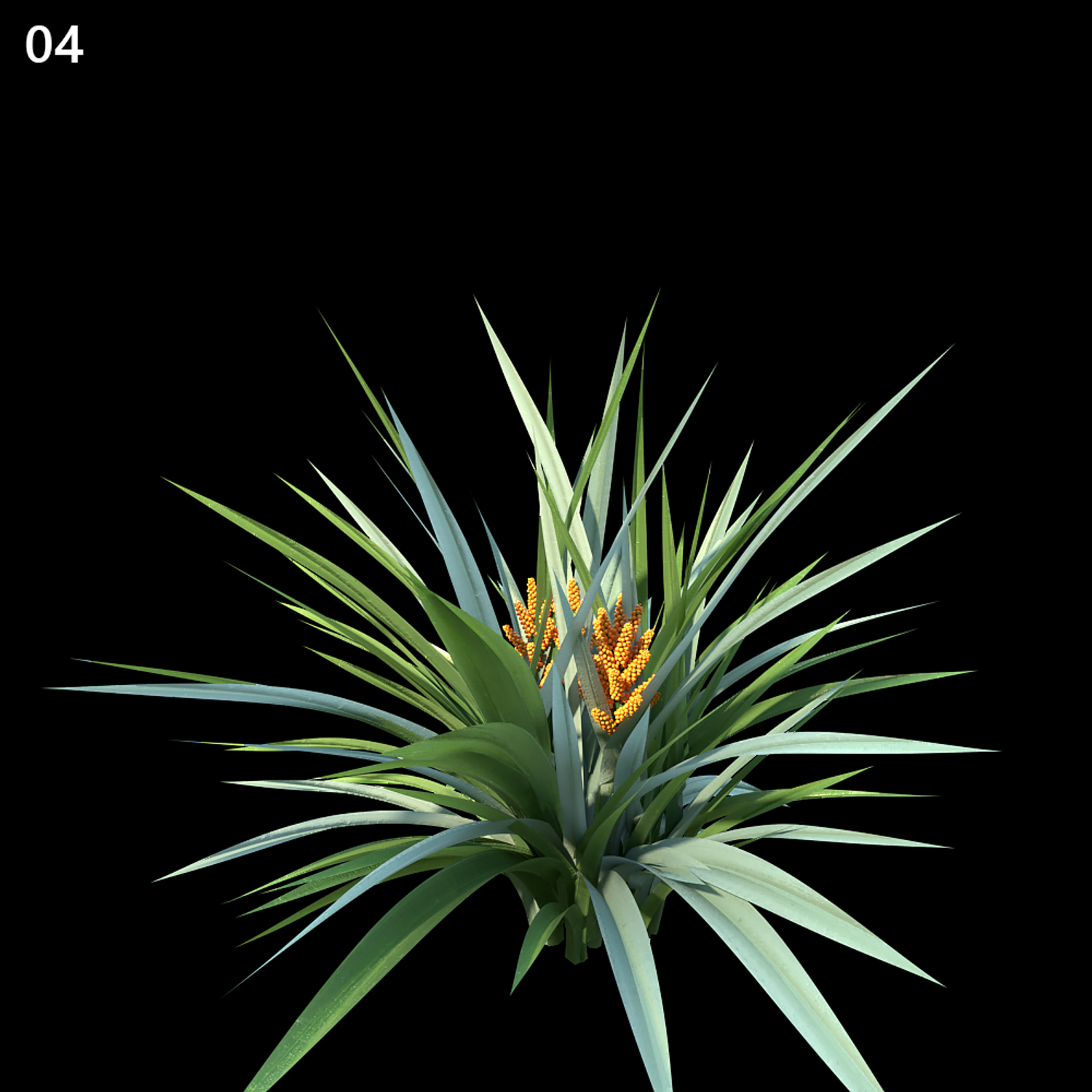 Astelia Chathamica Proxy Model