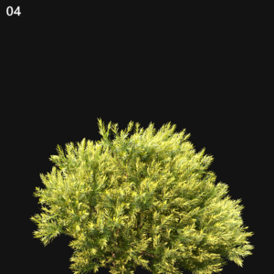 Chamaecyparis Pisifera Sungold Proxy Model