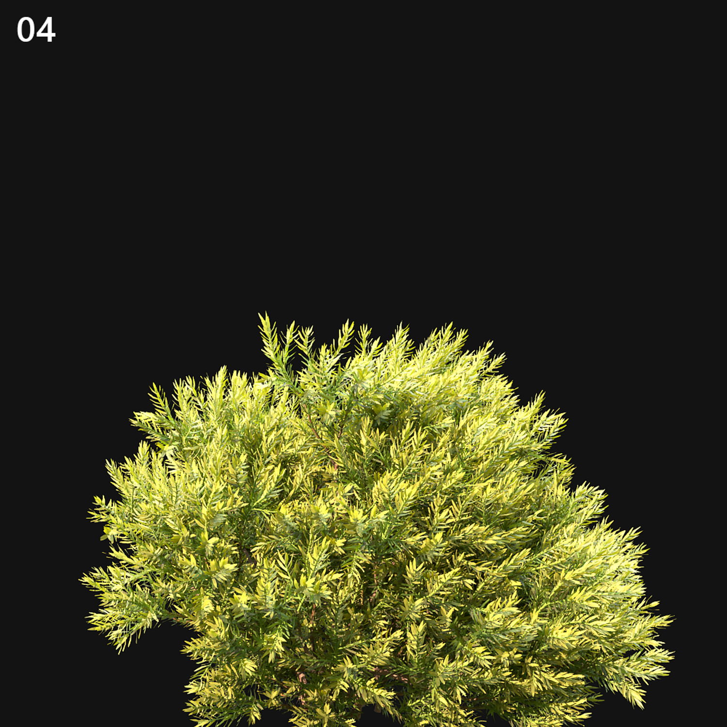 Chamaecyparis Pisifera Sungold Proxy Model