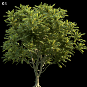Averrhoa Bilimbi Tree Proxy Model