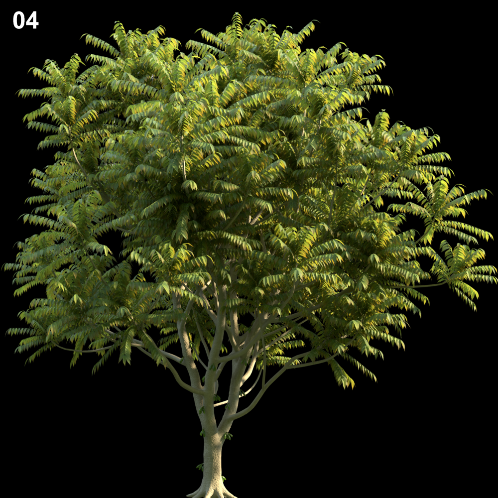Averrhoa Bilimbi Tree Proxy Model