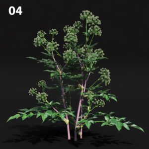 Realistic Floral Proxy Model for SketchUp with V-Ray