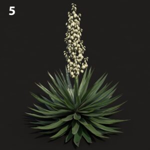Agave Plant Proxy Model for SketchUp