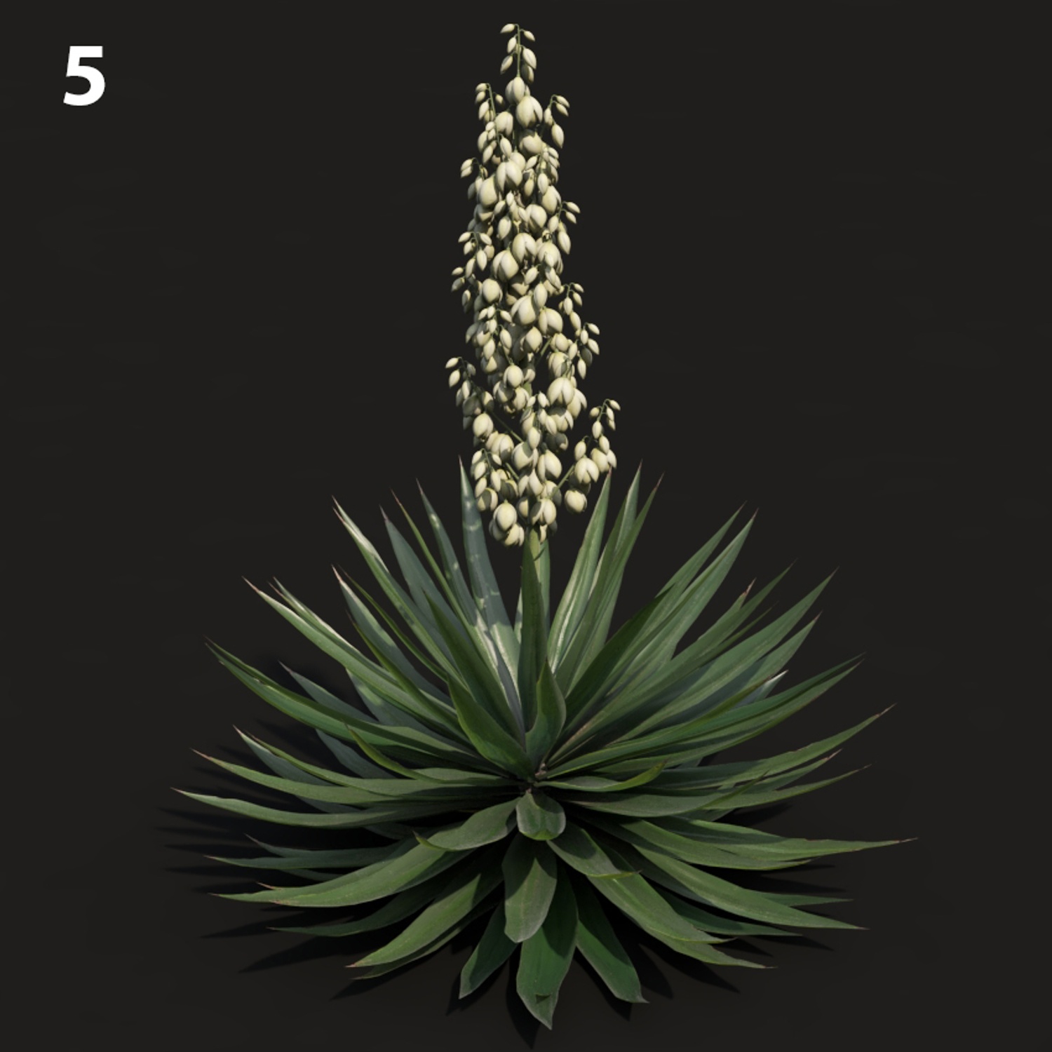 Agave Plant Proxy Model for SketchUp