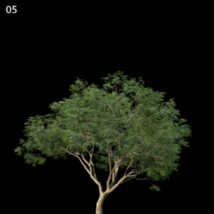 Albizia Saman Tree Proxy Model