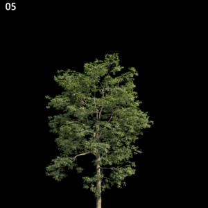 Alns Cremastogyne Tree Proxy Model