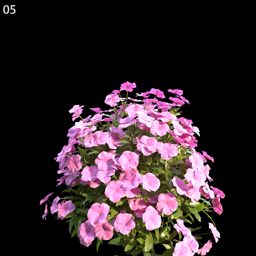 Catharanthus Roseus Proxy Model