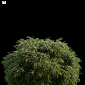 Baeckeavirgata Proxy Model