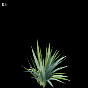 Astelia Chathamica Proxy Model for SketchUp with V-Ray