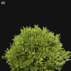 Chamaecyparis Pisifera Sungold Proxy Model for SketchUp