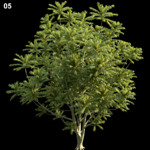 Averrhoa Bilimbi Tree Proxy Model
