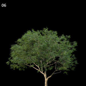 Albizia Saman Tree Proxy Model for SketchUp