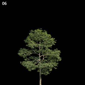 Alns Tree Model