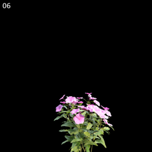 Catharanthus Roseus Proxy Model for SketchUp