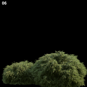 Baeckeavirgata Proxy Model