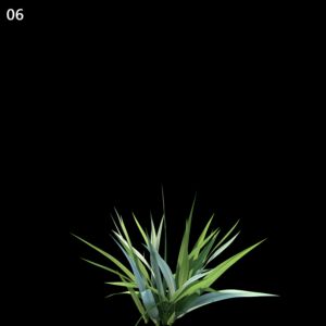 Astelia Chathamica Proxy Model for SketchUp with V-Ray