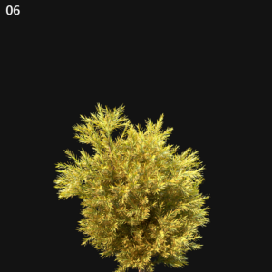 Chamaecyparis Pisifera Sungold Proxy Model for SketchUp with V-Ray